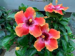 How to start a garden center business. Stan S Garden Center Home Facebook