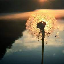 11 Tips For Taking Beautiful Iphone Photos Of Nature Nature Photos Nature Photography Nature Photographs