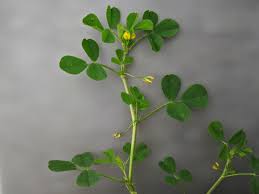 Image result for Medicago polymorpha
