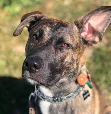Among all the dog breeds in the world, the gsd and apbt are two of the most commonly misunderstood. German Shepherd American Pitbull Mix A Loyal And Hardworking Dog K9deb Com