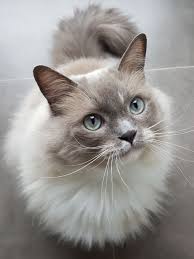 Cute Grey And White Cat Looking Upwards Pretty Cats Cat Breeds Cute Cats