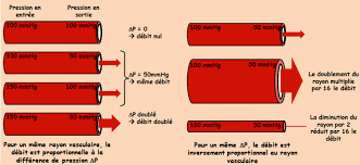 Physiologie Des Systemes Integres Les Principes Et Fonctions Le Debit Sanguin Et La Resistance Des Arterioles