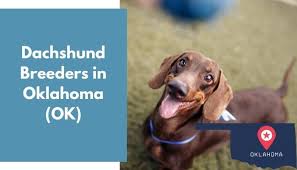 Puppyfinder.com is your source for finding an ideal dachshund puppy for sale in illinois, usa area. 14 Dachshund Breeders In Oklahoma Ok Dachshund Puppies For Sale Animalfate