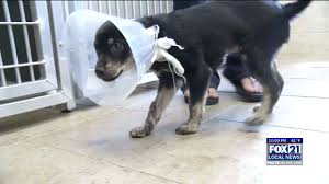 Book an appointment to meet adoptable dogs. Season For Adopting Is Here At Animal Allies Fox21online