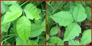 Nearly everyone in our part of the world is familiar with the effects of poison ivy, colorfully described as a highly disagreeable cutaneous eruption, attended with violent itching. Poison Ivy Wisconsin Horticulture