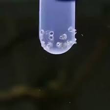 Interesting Way To Feed Your Puffers Video Freshwater Aquarium Fish Pet Fish Aquarium Fish