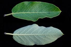 Image result for Tacazzea apiculata