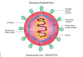A virus particle consists of dna or rna within a protective protein coat called a capsid. Biological Structure Typical Virus Virus Detailed Stock Vector Royalty Free 1894197379