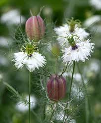 Pin On Gardening