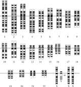 List Of Organisms By Chromosome Count Wikipedia