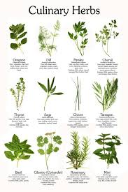 Herbs Herbal Medicines Pdf Format Files Herb 29 Books