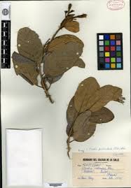 Image result for Cordia torrei