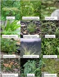 Image result for Pycreus pumilus