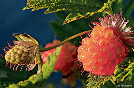 Our plant species are hand selected from superior trees that exhibit the traits we desire, hand grown and cared for with special attention to be sure each species is getting the ideal care it deserves. Ten American Native Plants You Can Eat