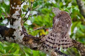 Small Birds Of Prey South Africa Shikra Or Little Banded Goshawk Female The Shikra Is A Small Bird Of Prey Found Widely Distributed In Asia And Africa Birds Of Prey Small Birds Bird