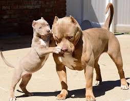 Instagram Photo By Instagram Fitness Motivation May 5 2016 At 11 30pm Utc Pitbull Dog Puppy Cute Animals Pitbull Dog