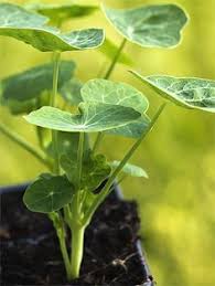 So Tricksen Sie Lause Im Garten Aus Naturnah Gartnern Ohne Chemie Garten Gestalten Garten Gartenarbeit