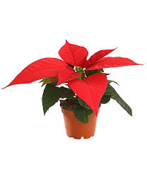Leuchtstern adventsstern weihnachtsstern papierstern dekostern led seperat 60cm. Mini Weihnachtsstern Rot Dehner