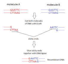 The carbonyl group is polar. Sticky Ends Of Dna Definition Concept Study Com