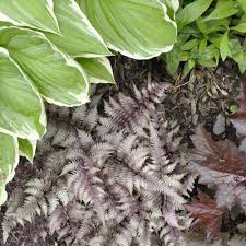 Hostas grow best when they have morning sun and afternoon shade. Perfect Companion Plants For Hosta The Home Depot