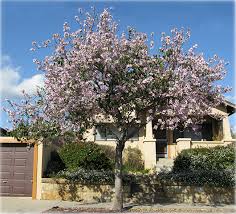 Cercis occidentalis, called california redbud or western redbud, grows to 15 feet tall in usda plant hardiness zones 7 to 9. Ufei Selectree A Tree Selection Guide