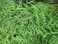 Image result for Selaginella vanderystii