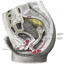 The Uterus Human Anatomy Eleven human uterus transplantation attempts have been done worldwide but no livebirth has yet been reported. the uterus human anatomy