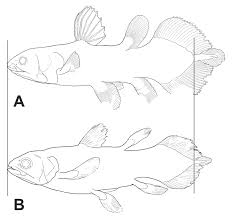 The west indian ocean coelacanth (latimeria chalumnae) primarily found near the comoro islands off the east coast of africa and the indonesian coelacanth (latimeria menadoensis). Comparison Of Coelacanth Juvenile And Embryos A Latimeria Menadoensis Download Scientific Diagram