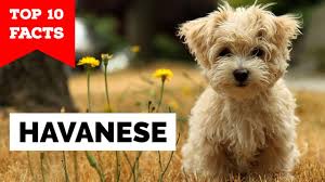 We did not find results for: Havanese Top 10 Facts Youtube