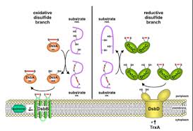 Amino Acid Modifications - Biochemistry Flashcards | Ditki Medical And  Biological Sciences