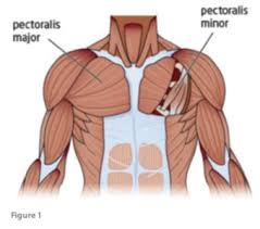 Knowing where pectoralis (pec) major is located, how it moves the surrounding bones and what exercises strengthen it is essential for exercise programming. Pectoralis Major Strain Sports Clinic Nq