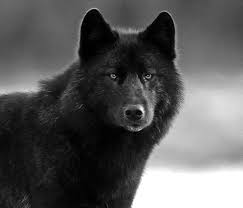 Black Wolf Face Wallpapers Wolf Wallpapers Pro Wolf Face Black Wolf Wolf Hybrid