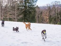 However, there is a ticking clock on how long it should stay out past that hour (or two) out of the fridge. Does Weather Affect Dog Behavior Orvis News
