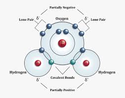Maybe you would like to learn more about one of these? Picture Structural Diagram Of Water Molecule Hd Png Download Transparent Png Image Pngitem
