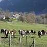 France Continues Vaccination and Restrictions to Combat Contagious Bovine Nodular Dermatitis in 2026