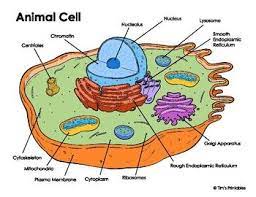 Animal Cell Diagram Cell Diagram Animal Cell Drawing Animal Cell Model Project