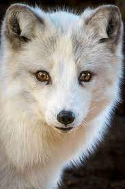 Tulipnight Baby Wolves Baby Fox Fox
