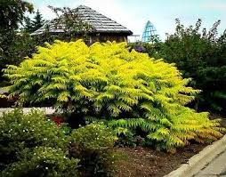 Image result for Thesium pygmaeum