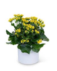 Image result for Kalanchoe dyeri