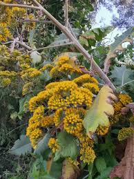 Image result for Solanecio cydoniifolius