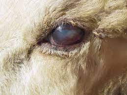 koyun ve kecilerde pembe goz pink eye koyunlar vetrehberi keciler pembe veterinerler