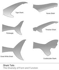 How is the tiger shark classified? Tiger Sharks Info And Games