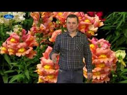 посадка цветов на рассаду в марте по лунному календарю Lunnyj Kalendar Lipkaya Petuniya Plohaya Rassada Otvety Na Vashi Voprosy Youtube Petunii Cvetovodstvo