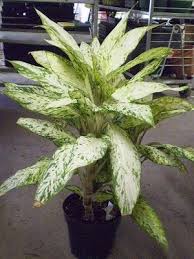 I Have One Star Bright Dieffenbachia Plants Indoor Plants House Plants