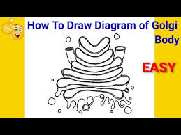 How To Draw Structure Of Golgi Body How To Draw The Golgi Apparatus Diagram Of Golgi Apparatus Youtube The golgi complex, also known as the golgi apparatus or simply the golgi, is a cytoplasmic organelle. how to draw structure of golgi body how to draw the golgi apparatus diagram of golgi apparatus