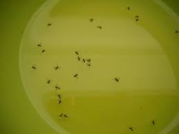 drain fliesfruit fliesgnats