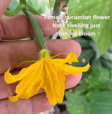 Image result for female flowers cucumber