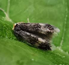 Image result for Stigmella freyella
