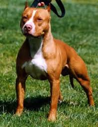 Pin On American Pit Bull Terrier