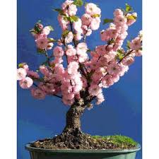 The pink flowering almond will fill an area that needs groupings or small hedges of early blooming shrubs. Prunus Triloba Seeds Rose Tree Of China Flowering Almond